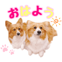 [LINEスタンプ] コーギーきなこ＆くるみの日常スタンプ