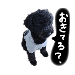 [LINEスタンプ] うちのペットのトイプードル