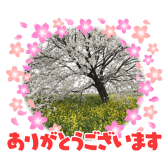 [LINEスタンプ] 桜と菜の花の風景スタンプ