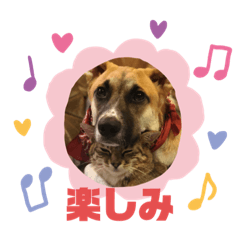 [LINEスタンプ] ぜんすけブラザーズ No.1