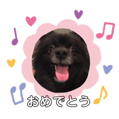 [LINEスタンプ] 犬ポメラニアンぜんすけブラザーズぽんすけ