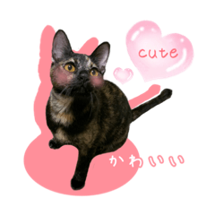 [LINEスタンプ] サビ猫の可愛いスタンプ