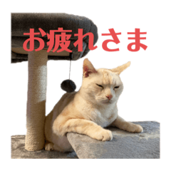 [LINEスタンプ] ごまぞースタンプ3