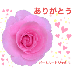 [LINEスタンプ] 薔薇好きpotスタンプ1