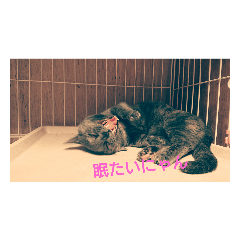 [LINEスタンプ] 癒し動物～