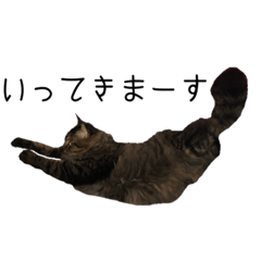 [LINEスタンプ] 上出家の猫's