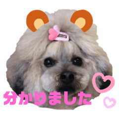 [LINEスタンプ] トイプードルのゆずとすずめ5