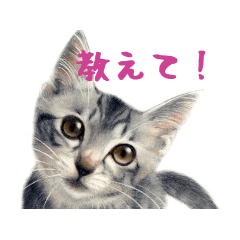 [LINEスタンプ] 目羅健嗣 猫アートコレクション 3