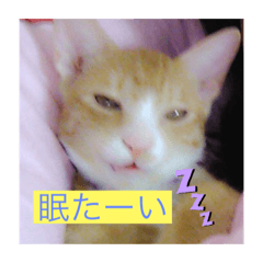 [LINEスタンプ] 10匹のニャンちゃん1