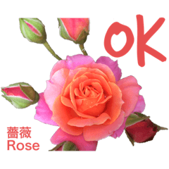 [LINEスタンプ] 薔薇好きpotstamp