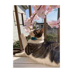[LINEスタンプ] 歴代猫