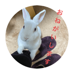 [LINEスタンプ] ぴょんちゃんの日常003