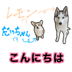 [LINEスタンプ] ハスキーとコーギーのスタンプ