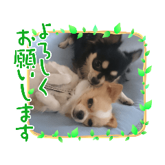 [LINEスタンプ] チワワのジャビとココ