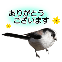 [LINEスタンプ] いろんな野鳥2
