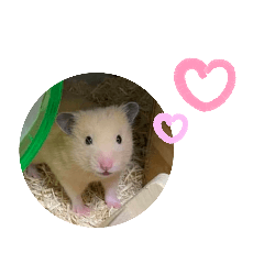 [LINEスタンプ] ハムスターくまきちの日常