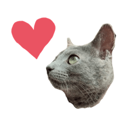 [LINEスタンプ] ロシアンブルーのねこちゃそ