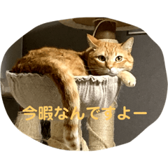[LINEスタンプ] 猫 ここ＆なっつ 挨拶編