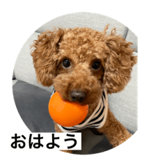 [LINEスタンプ] トイプードルれおスタンプ