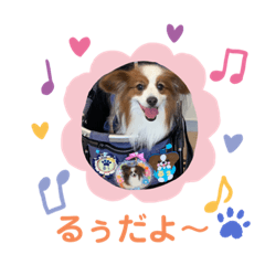 [LINEスタンプ] パピヨンのるぅくんです♪