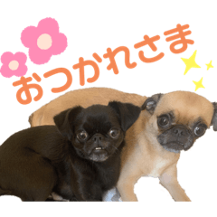 [LINEスタンプ] ぼにーくまスタンプ