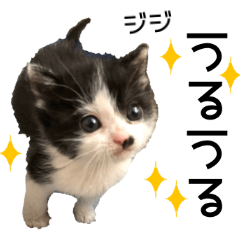 [LINEスタンプ] 黒猫のジジちゃん スタンプ