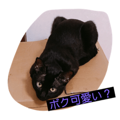 [LINEスタンプ] ウチの猫達です٩( ๑╹ ꇴ╹)۶