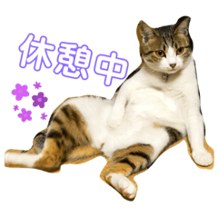 [LINEスタンプ] 猫のむぎといと