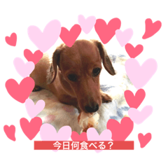 [LINEスタンプ] 犬たち♡2
