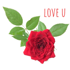 [LINEスタンプ] 薔薇好きpotスタンプ4