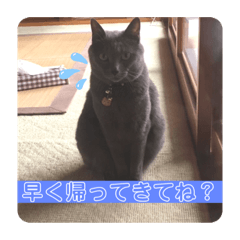 [LINEスタンプ] はじめましてココアです②