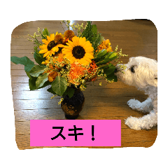 [LINEスタンプ] シュナマル みっく