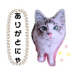[LINEスタンプ] 愛猫アリス