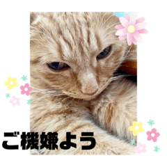 [LINEスタンプ] 猫スタンプ ちーちゃん3