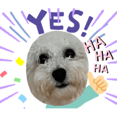 [LINEスタンプ] ビションフリーゼ犬なごみ5