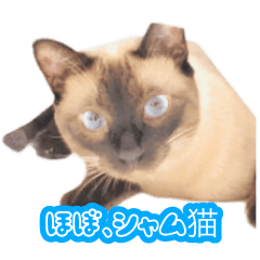 [LINEスタンプ] ほぼ、シャム猫