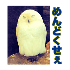 [LINEスタンプ] めんどくせぇフクロウ