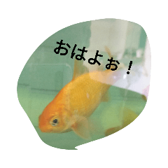 [LINEスタンプ] 金魚の知らせ❤