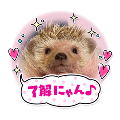 [LINEスタンプ] 今日のはるちゃん❤︎
