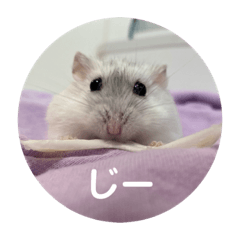[LINEスタンプ] だいふく〜9  キャベツ編