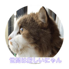 [LINEスタンプ] モフモフメイスタンプ