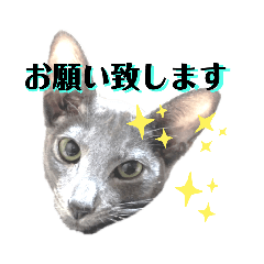 [LINEスタンプ] 三角な猫6