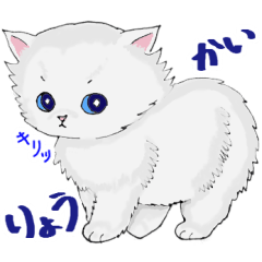 [LINEスタンプ] 普段使いのチンチラシルバー☆猫のスタンプ