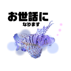 [LINEスタンプ] くらげ、お魚スタンプ