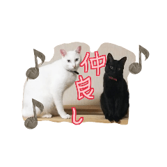 [LINEスタンプ] 白猫と黒猫愛猫スタンプの画像（メイン）