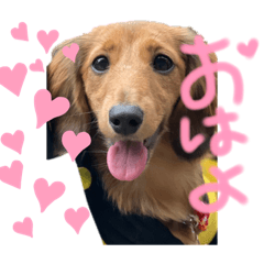 [LINEスタンプ] かぴんこテテ