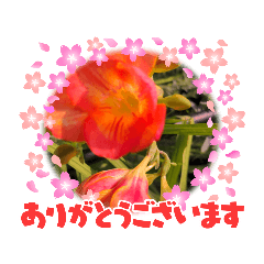 [LINEスタンプ] 庭の花がスタンプになりました