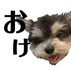 [LINEスタンプ] 即返信エルモ