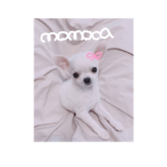 [LINEスタンプ] スムースチワワの百花