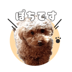 [LINEスタンプ] ぽちの毎日スタンプ